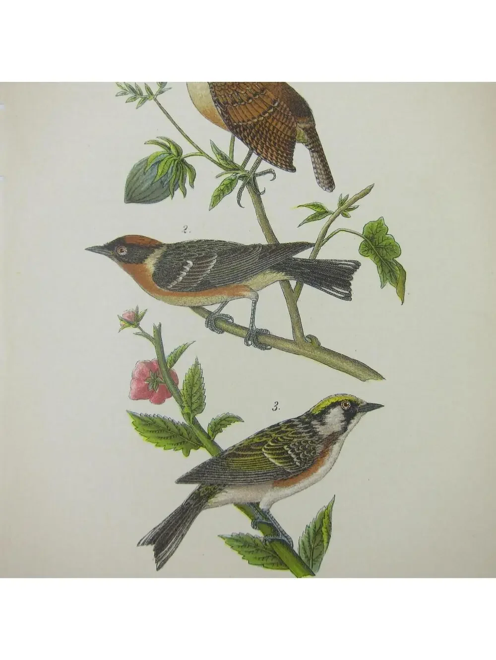 Bird Litho Print Carolina Wren Bay-breasted Warbler Chestnut-sided Antique 1890